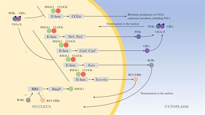 Circadian rhythm of plasminogen activator inhibitor-1 and cardiovascular complications in type 2 diabetes